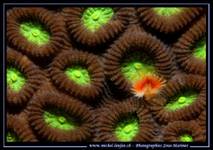 Coral Pattern... by Michel Lonfat 